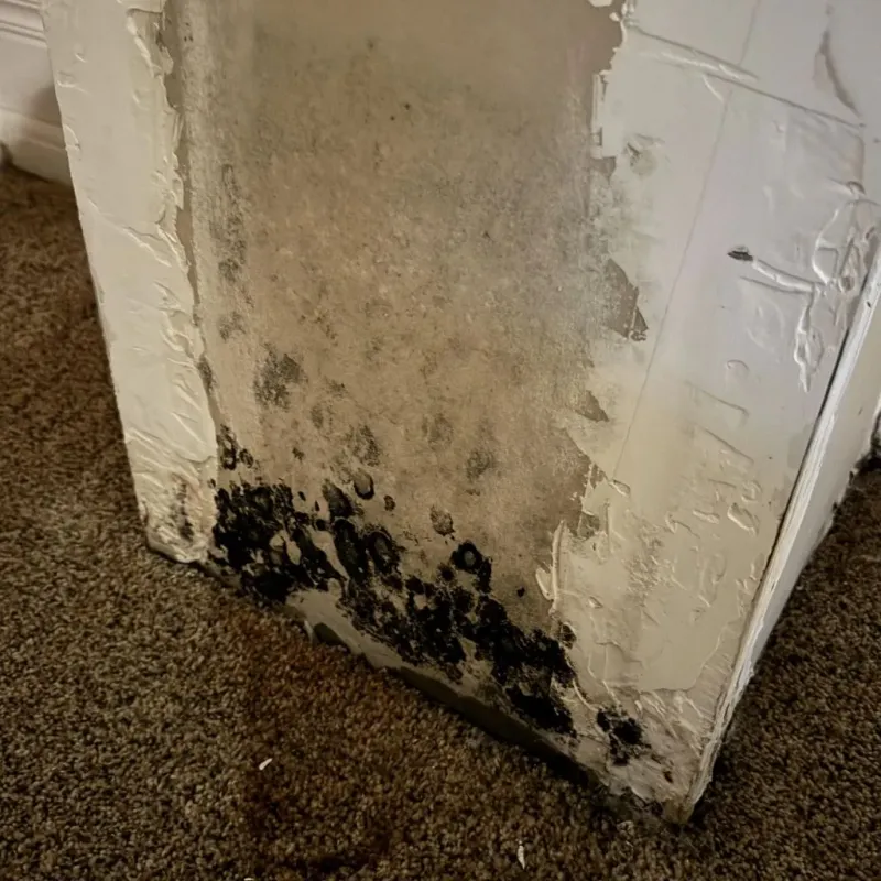 Professional Mold Removal in Knightdale, NC